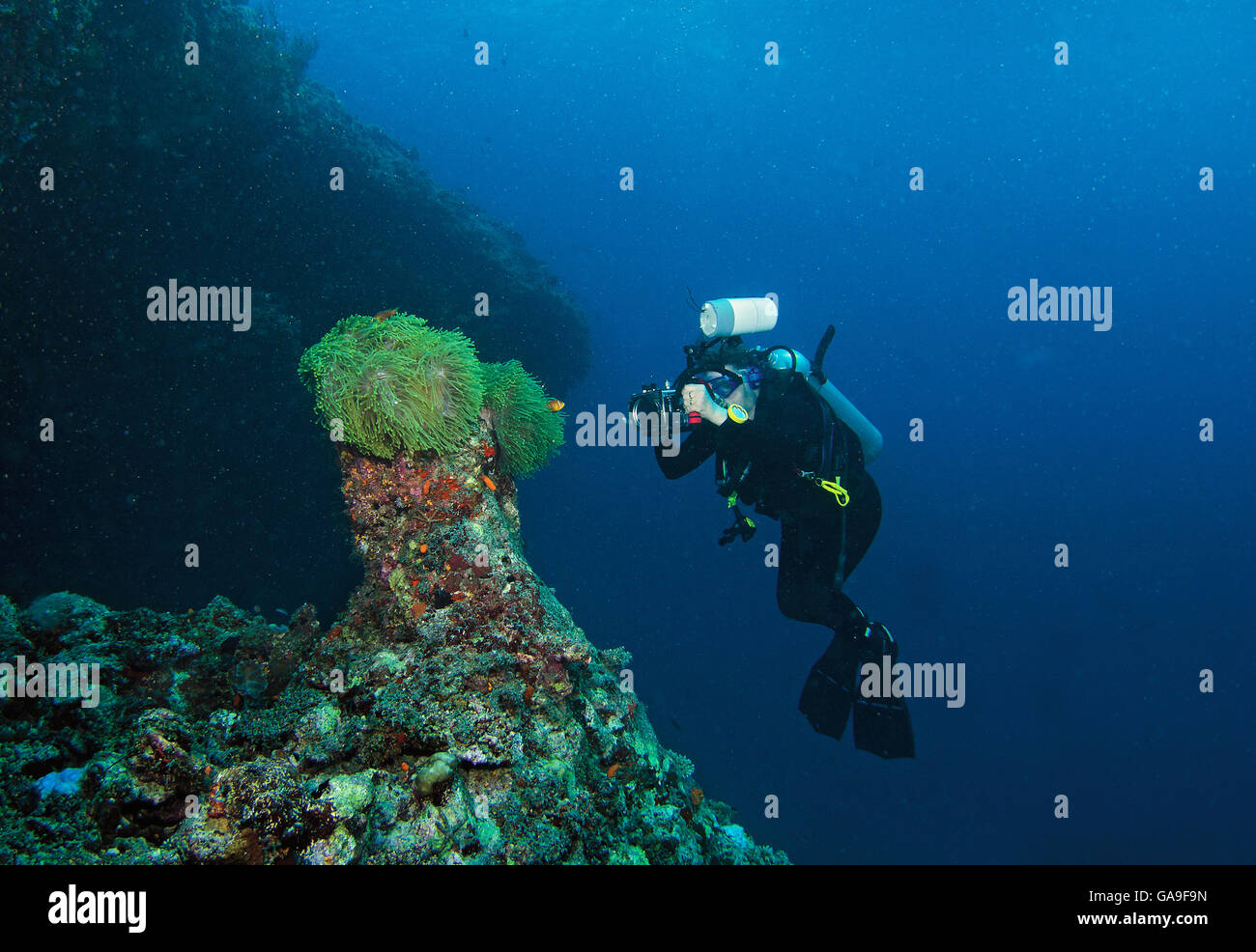 Weibliche Taucher nehmen Foto auf Korallenriff auf den Malediven, Indischer Ozean Stockfoto