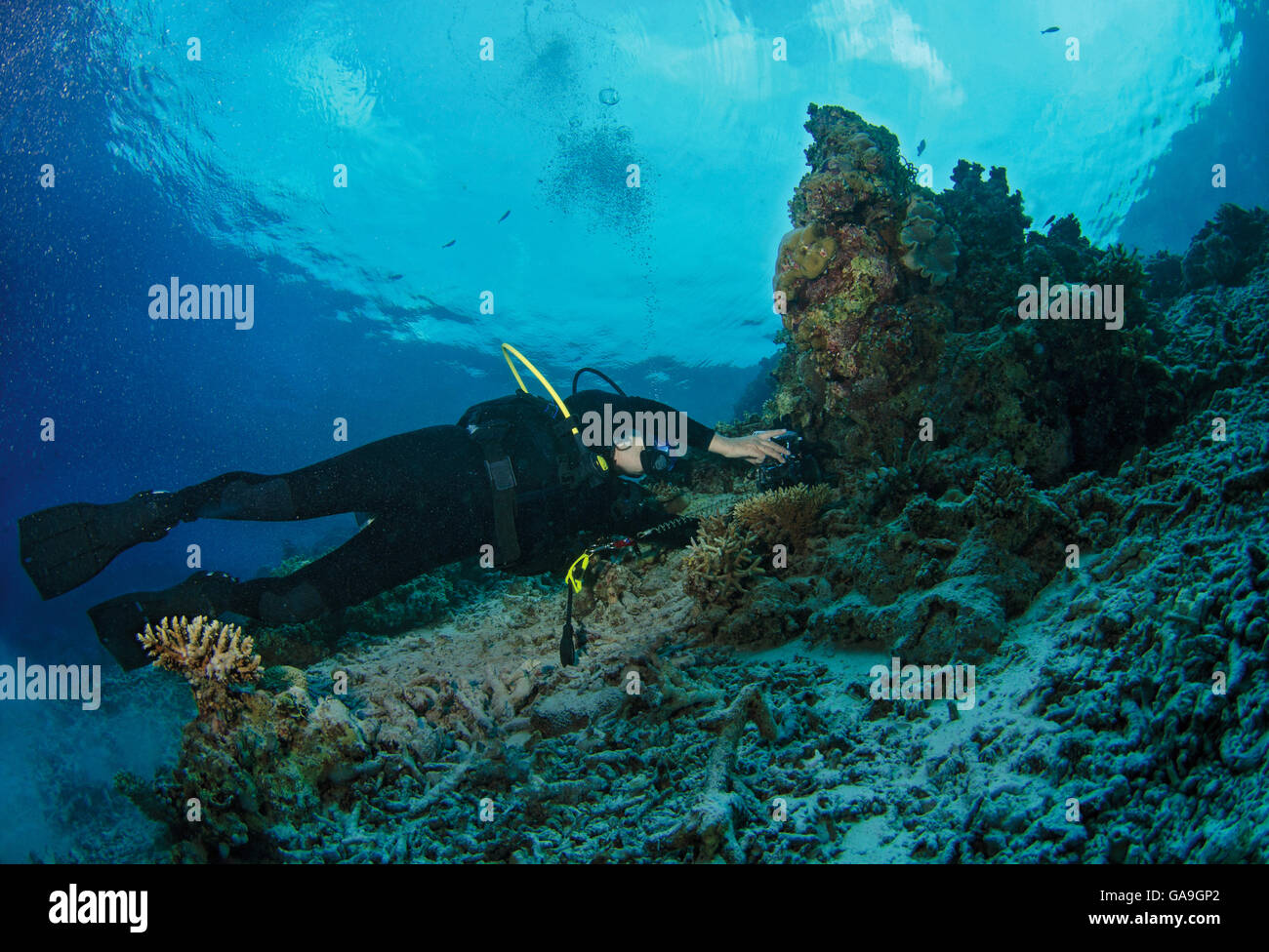 Weibliche Taucher unter Photoraph auf Korallenriff auf den Malediven, Indischer Ozean Stockfoto
