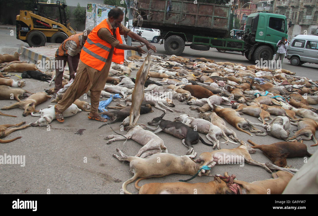 KMC Mitarbeiter dumping tote Hunde auf LKW nach der Tötung durch