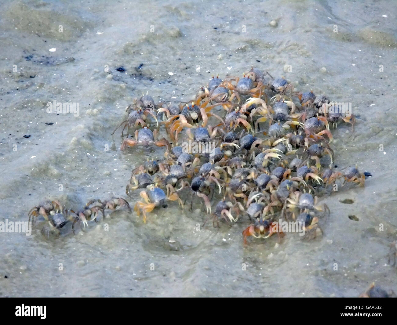 Bintan, Indonesien. 5. August 2016.  : Die Krabben am Strand von Dompak am 5. August 2016 in der Provinz Riau-Inseln, Indonesien. Bildnachweis: Yuli Seperi/Alamy Live-Nachrichten Stockfoto
