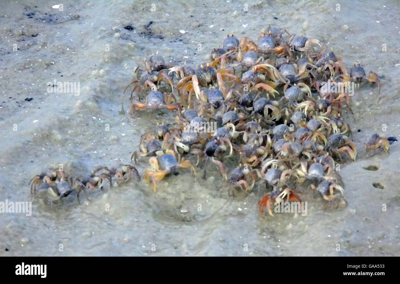 Bintan, Indonesien. 5. August 2016.  : Die Krabben am Strand von Dompak am 5. August 2016 in der Provinz Riau-Inseln, Indonesien. Bildnachweis: Yuli Seperi/Alamy Live-Nachrichten Stockfoto
