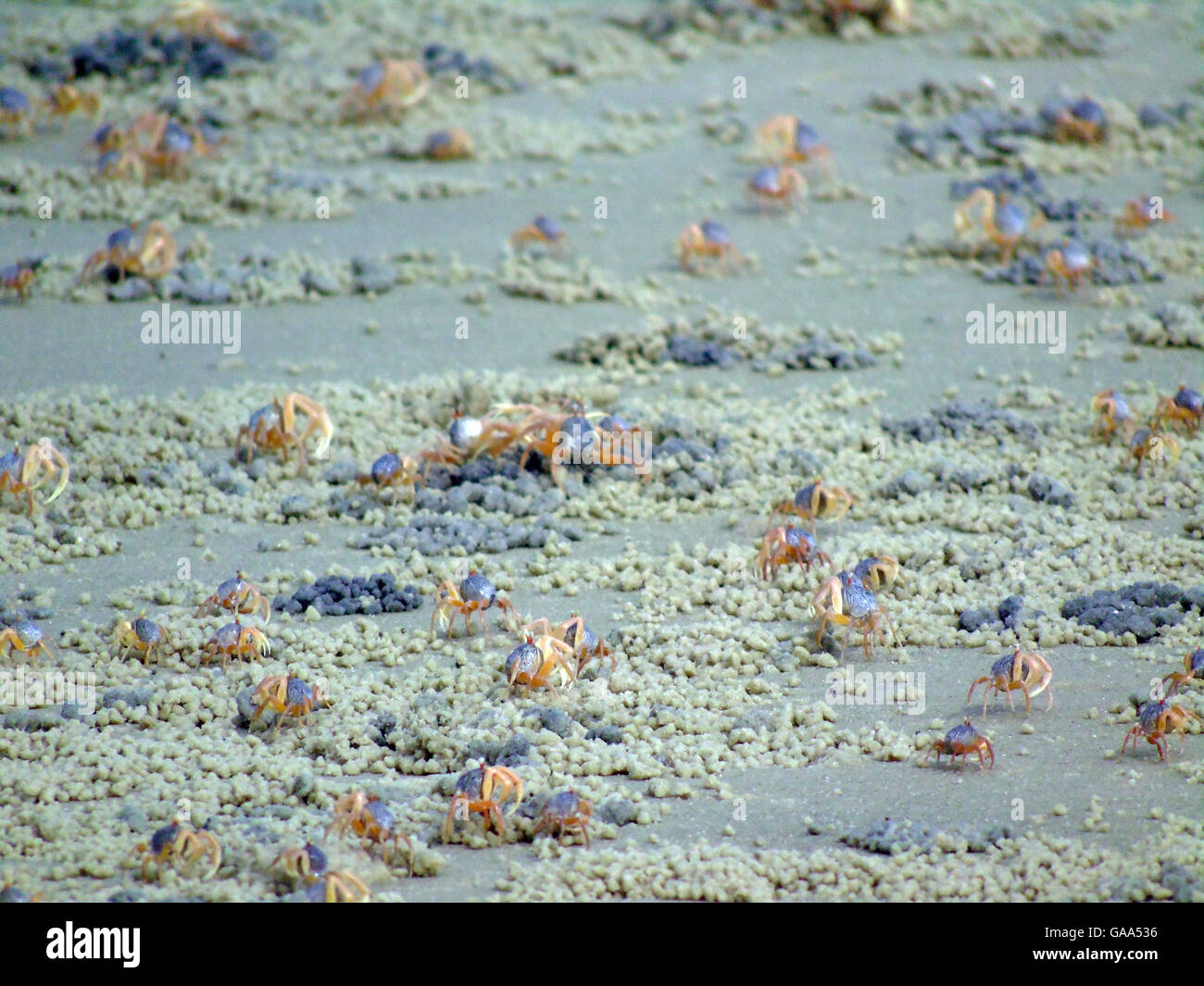 Bintan, Indonesien. 5. August 2016.  : Die Krabben am Strand von Dompak am 5. August 2016 in der Provinz Riau-Inseln, Indonesien. Bildnachweis: Yuli Seperi/Alamy Live-Nachrichten Stockfoto
