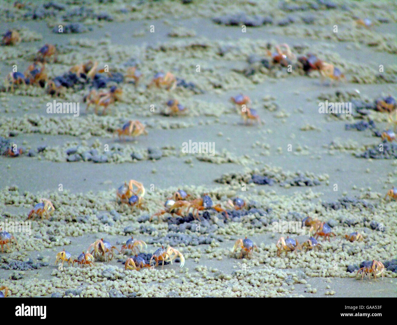 Bintan, Indonesien. 5. August 2016.  : Die Krabben am Strand von Dompak am 5. August 2016 in der Provinz Riau-Inseln, Indonesien. Bildnachweis: Yuli Seperi/Alamy Live-Nachrichten Stockfoto