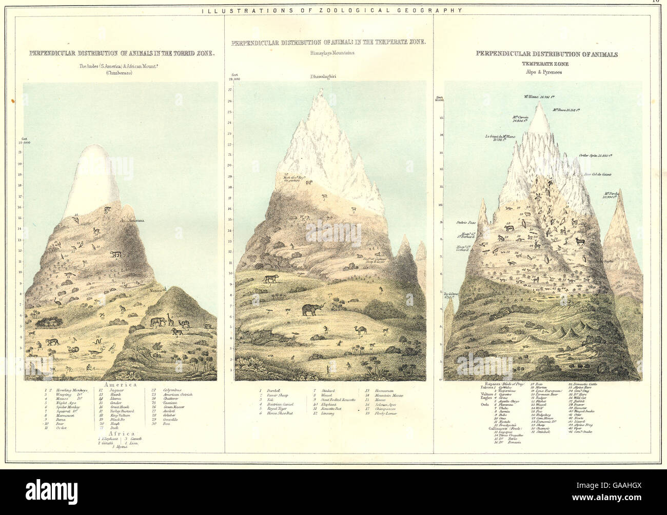 VERTIKALE Tier Verteilung: Anden; Chimborazo; Himalaya; Alpen; Pyrenäen, 1881-Karte Stockfoto