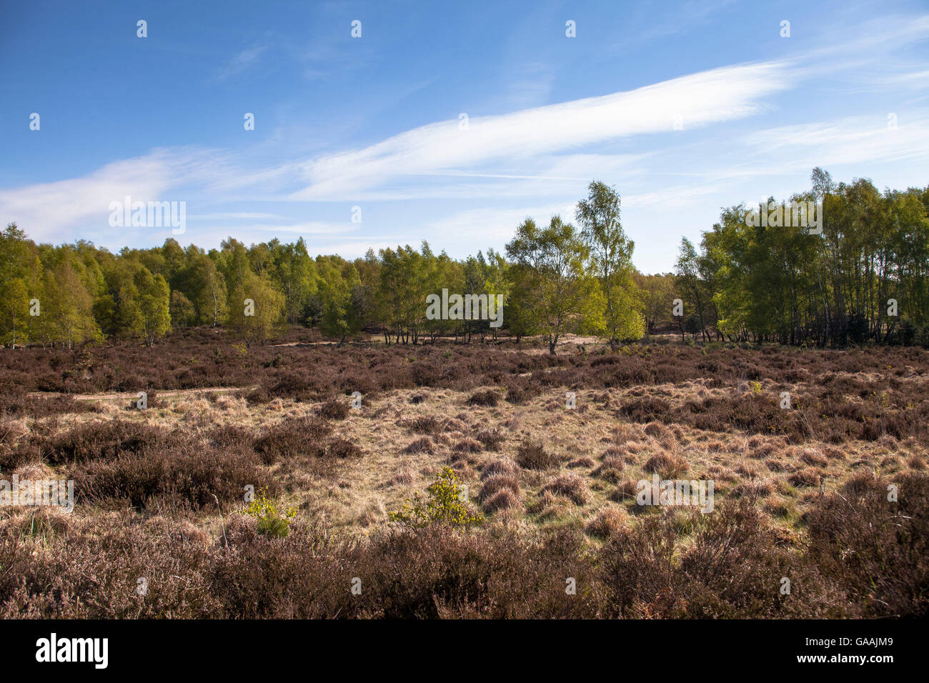 Deutschland, Troisdorf, Nordrhein-Westfalen, die Wahner Heide. Stockfoto