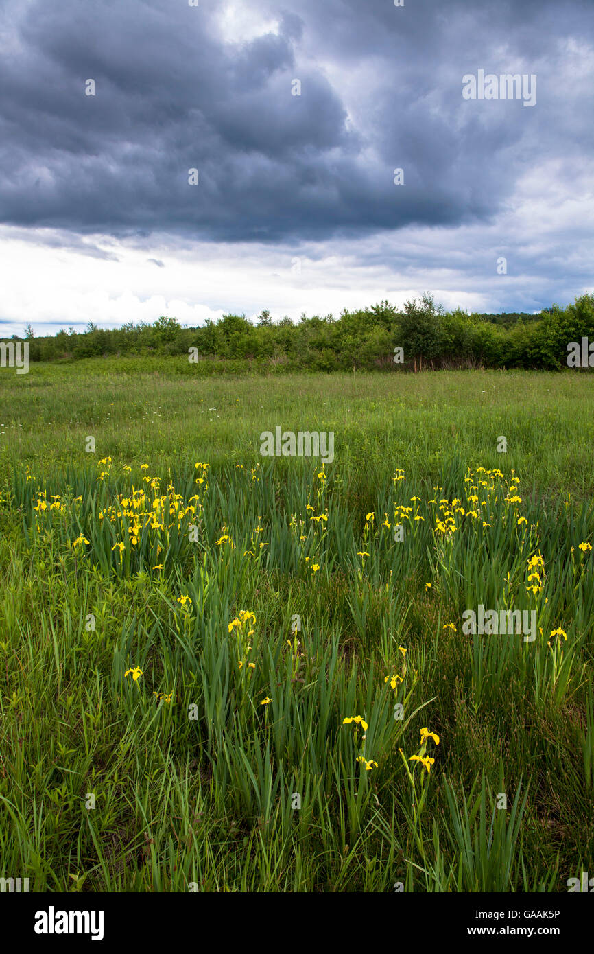 Deutschland, Troisdorf, Nordrhein-Westfalen, gelbe Iris (Iris Pseudacorus) im Herfeld Moor in die Wahner Heath. Stockfoto