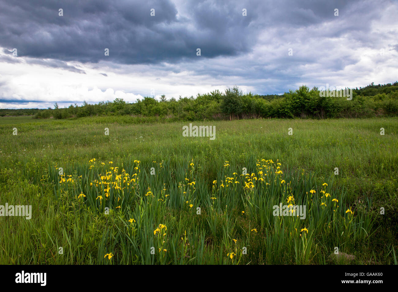 Deutschland, Troisdorf, Nordrhein-Westfalen, gelbe Iris (Iris Pseudacorus) im Herfeld Moor in die Wahner Heath. Stockfoto