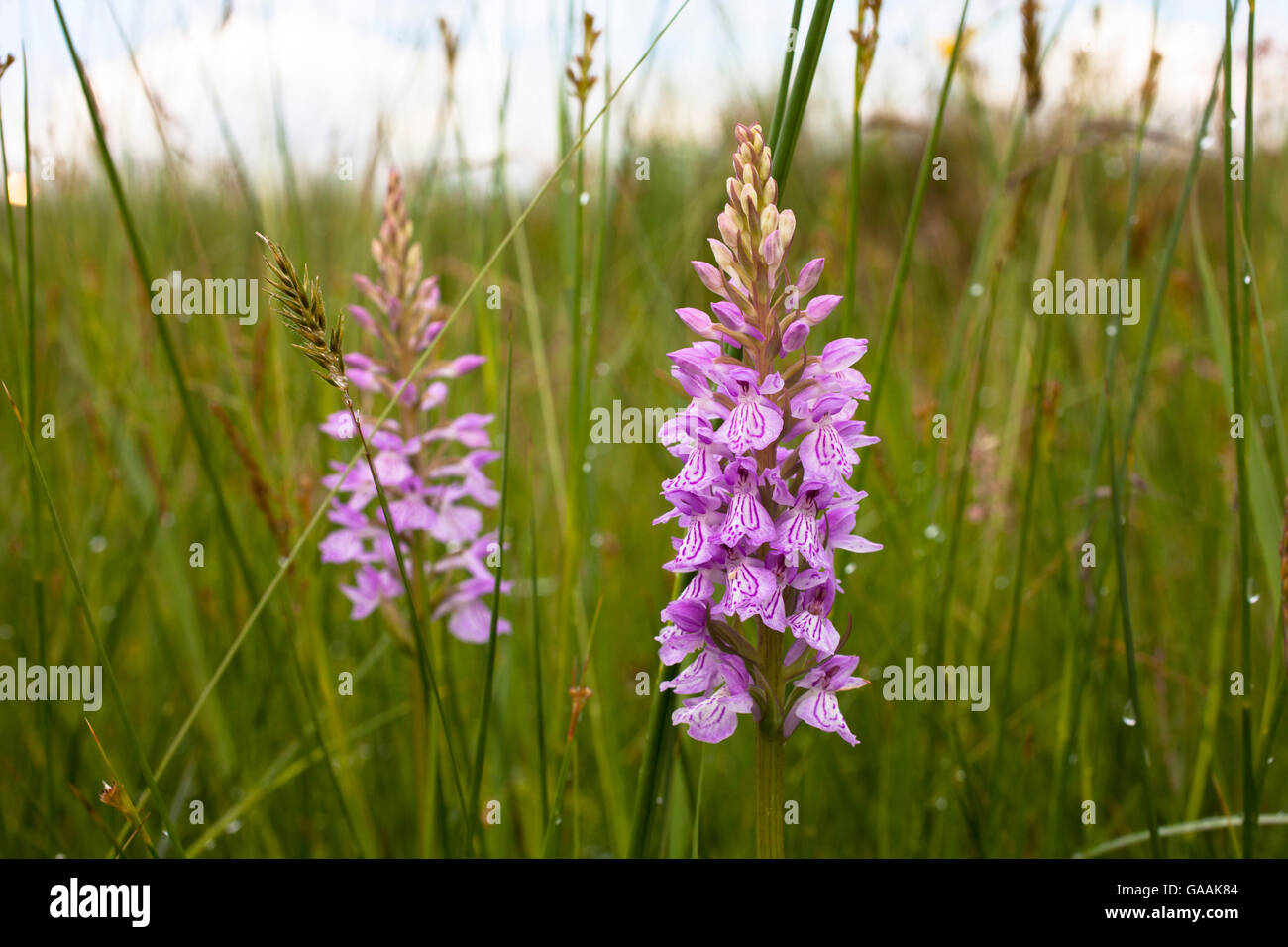 Deutschland, Troisdorf, Nordrhein-Westfalen, Heide gesichtet Orchidee (lat. Dactylorhiza Maculata) im Herfeld Moor in die Wahner H Stockfoto