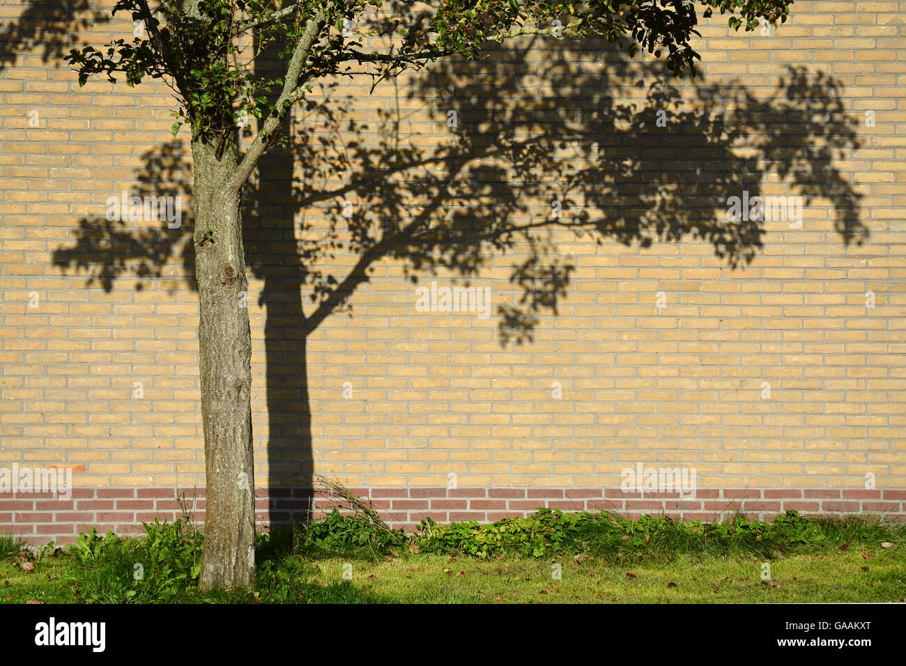 Baum mit Schatten-Effekt auf eine Mauer Stockfoto