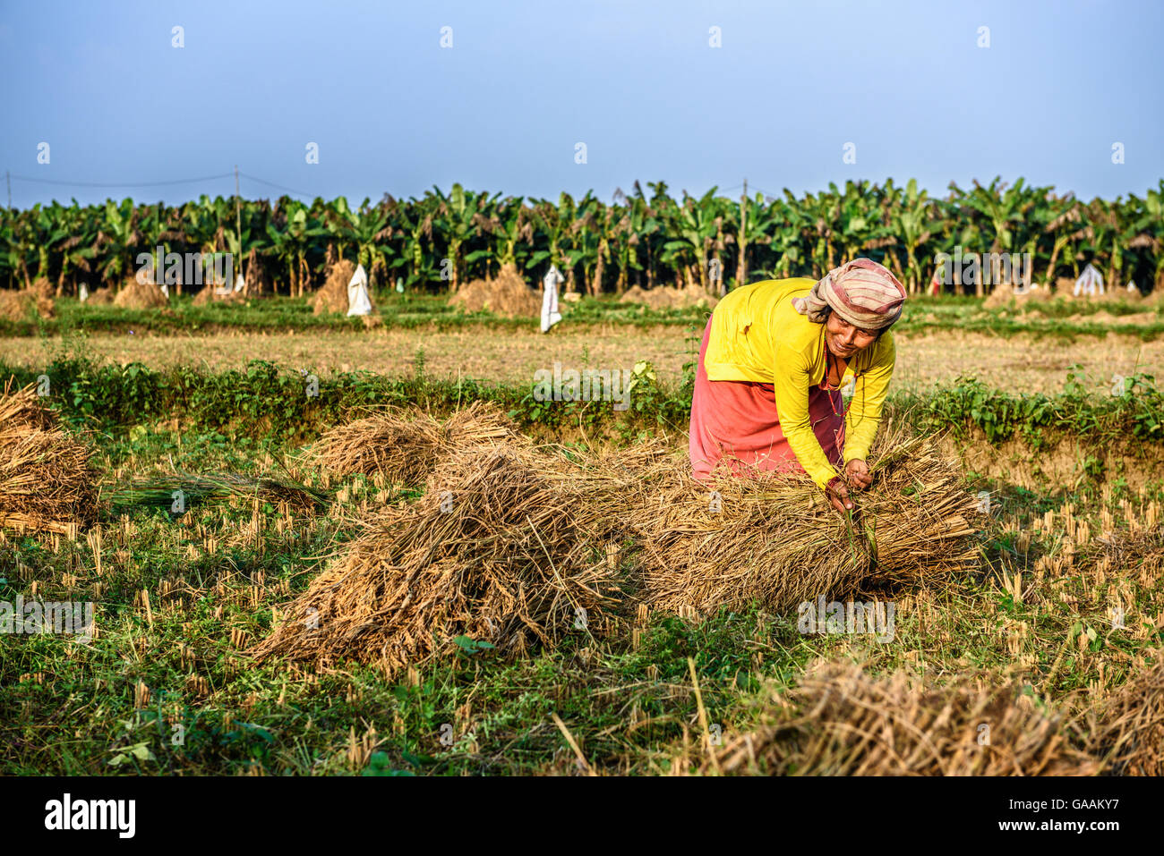 Nepalesische Frau arbeitet in einem Reisfeld. In Nepal ist die Wirtschaft durch die Landwirtschaft geprägt. Stockfoto