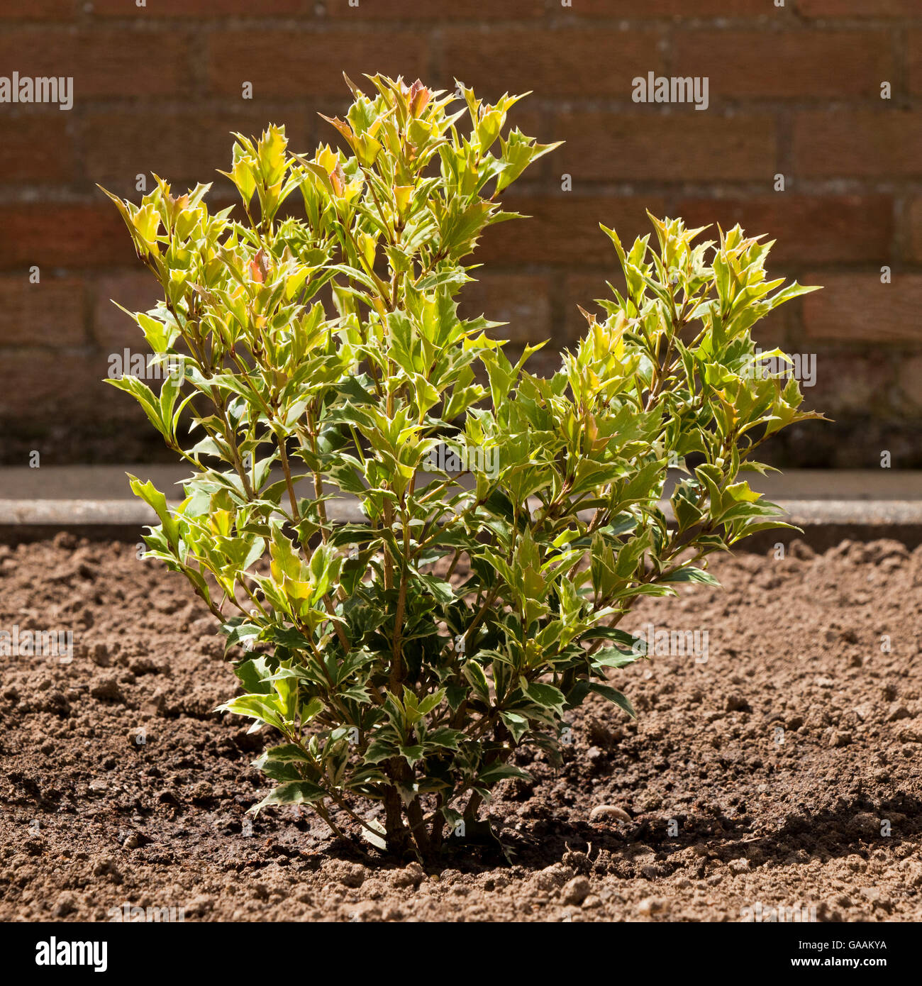 Osmanthus Heterophyllus Variegatus Strauch wächst in einem privaten Garten neu gepflanzt Stockfoto