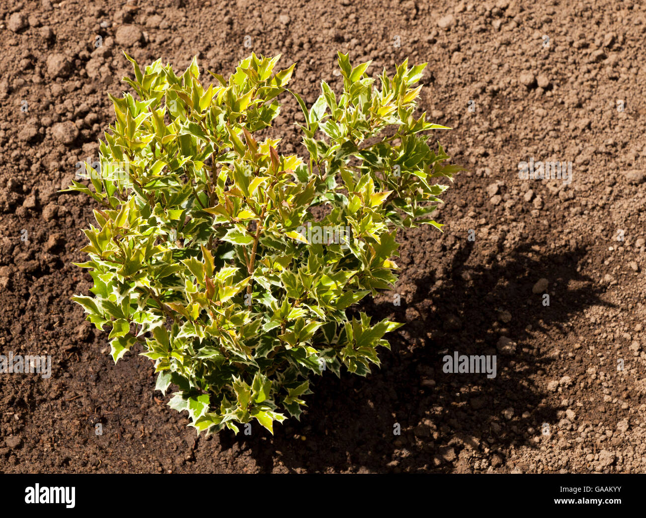 Osmanthus Heterophyllus Variegatus Strauch wächst in einem privaten Garten neu gepflanzt Stockfoto