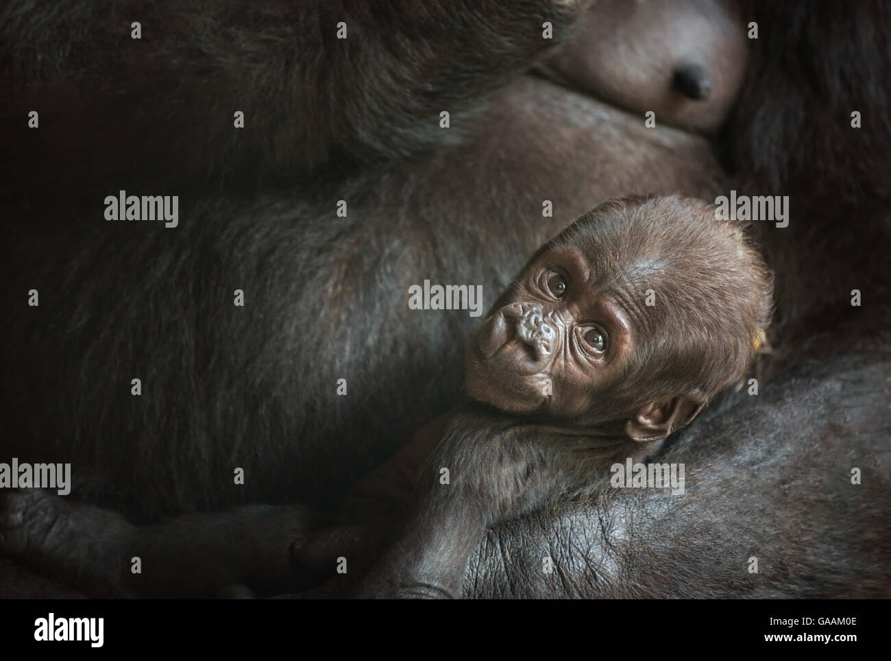 Sechs Wochen alten Baby von einem westlichen Flachlandgorilla Stockfoto