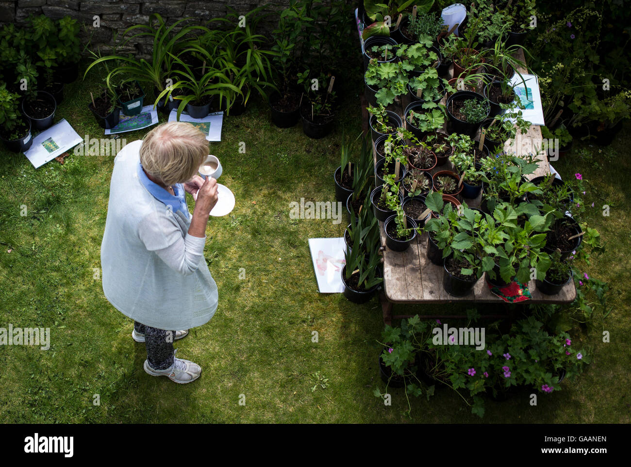 Eine Frau trinkt Tee während des Einkaufs für Pflanzen auf einem Dorffest in Morth Matravers, Dorset, England, Stockfoto