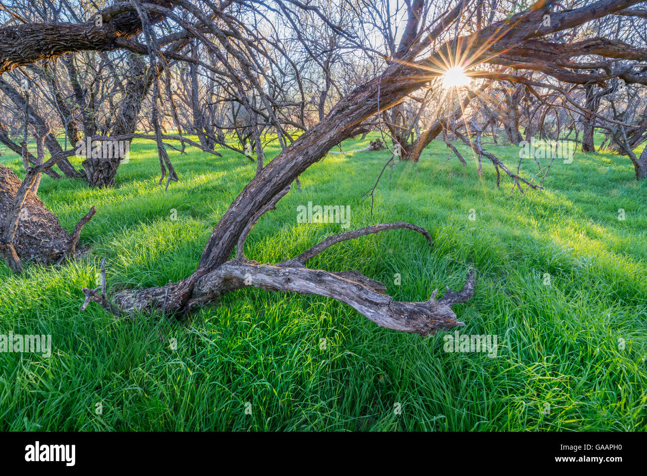 Sonne scheint durch Mesquite bosque Wald mit üppigen Winter rain-fed Gräser für den Waldboden bei Sonnenuntergang, Catalina State Park, Arizona. Februar 2014. Stockfoto