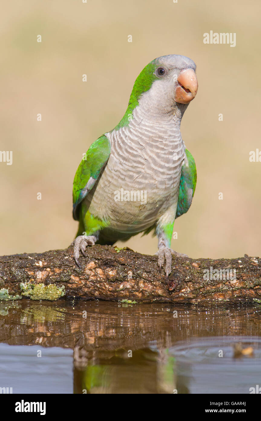 Mönch Sittich (Myiopsitta Monachus) Calden Wald, La Pampa, Argentinien Stockfoto