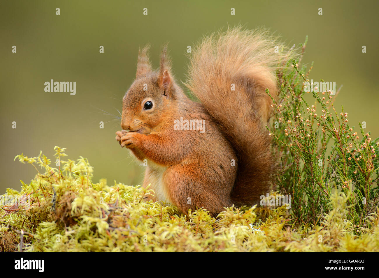 Eichhörnchen (Sciurus Vulgaris) Fütterung, Black Isle, Schottland, UK, Februar. Stockfoto