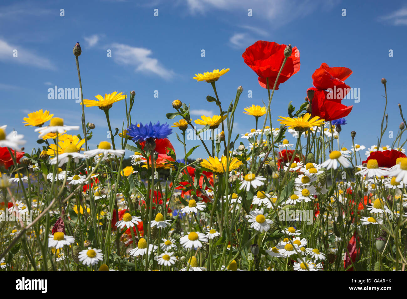 Wildblumen, einschließlich Mohn (Papaver rhoeas), corn Marigold (Glebionis segetum), Kornblumen (Centaurea cyanus) und Mais chamomile (Anthemis arvensis), für Saatgut von Landlife, Fir Tree Farm, Merseyside, UK, Juni angebaut wird. Stockfoto