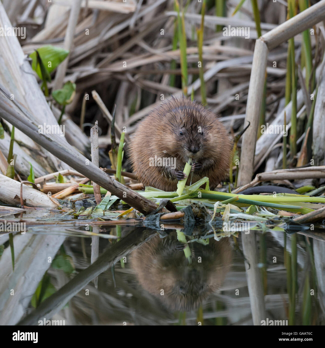 Bisamratte (Ondatra Zibethicus) Espoo, Uusimaa, Finnland, Mai. Eingeführte Arten. Stockfoto