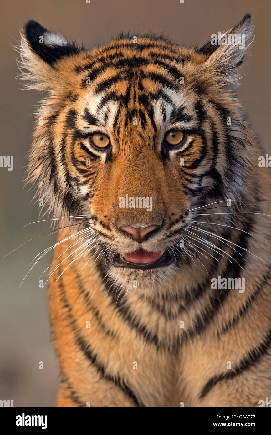 Bengal Tiger (Panthera Tigris Tigris) 11 Monat Cub, Ranthambhore National Park, Indien. Stockfoto