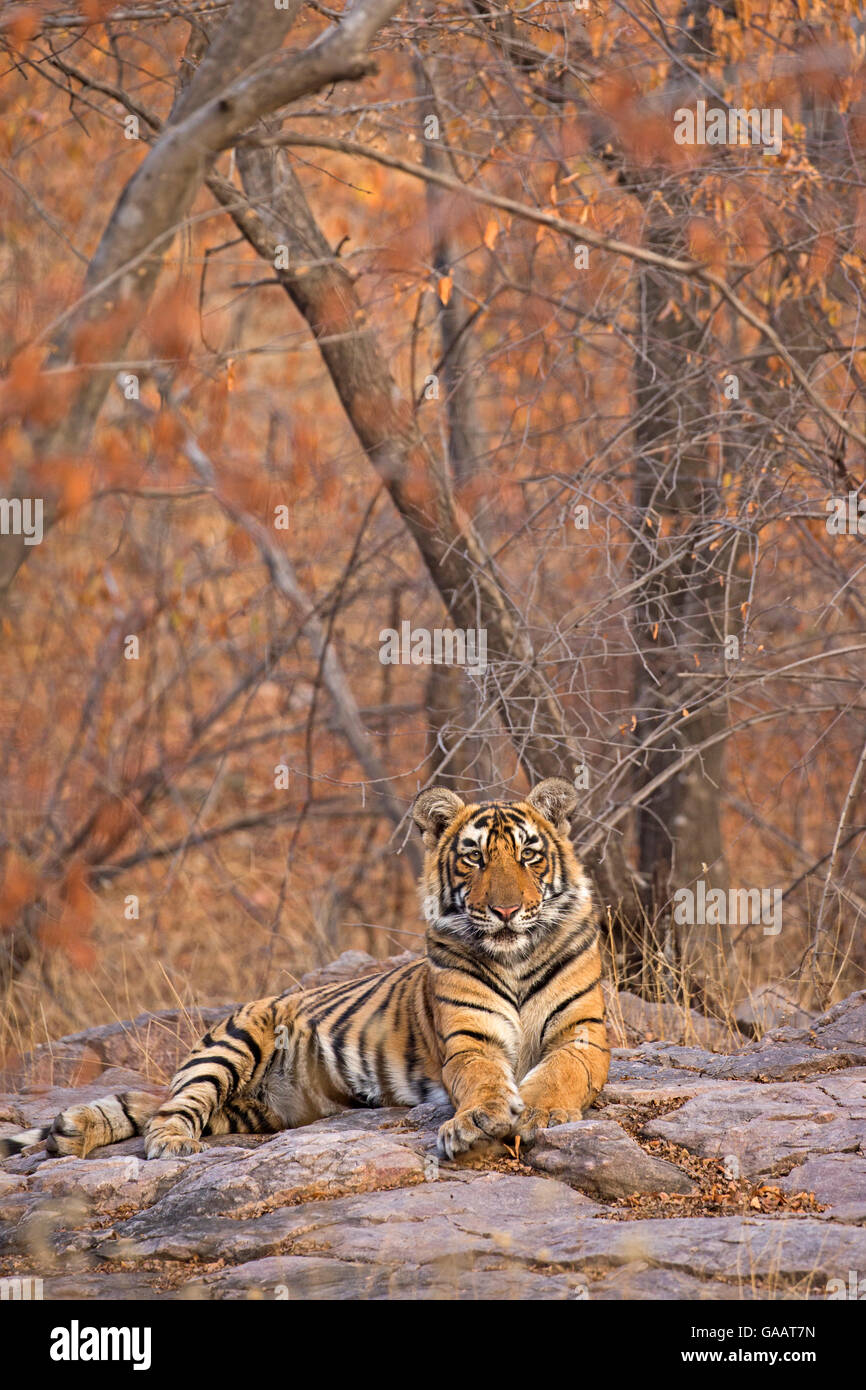Bengal Tiger (Panthera Tigris Tigris) 11 Monat Cub im Winterwald, Ranthambhore National Park, Indien. Stockfoto