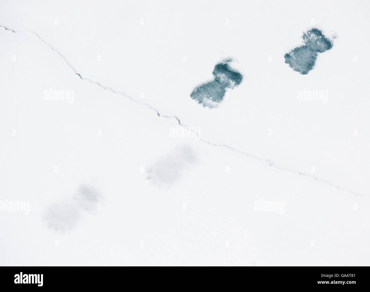 Eisbär (Ursus Maritimus) Fußspuren im Schnee, auf gestoßenem Eis, Spitzbergen, Norwegen, September. Stockfoto