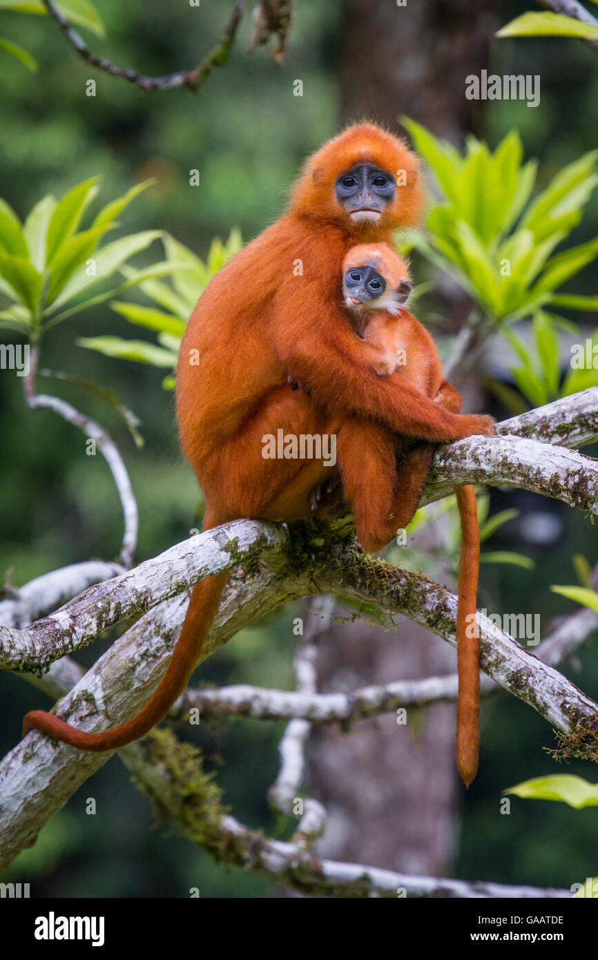Rote Blatt Affen (Presbytis Rubicunda) Mutter mit Baby, Danum Valley, Sabah, Borneo, Malaysia August. Stockfoto