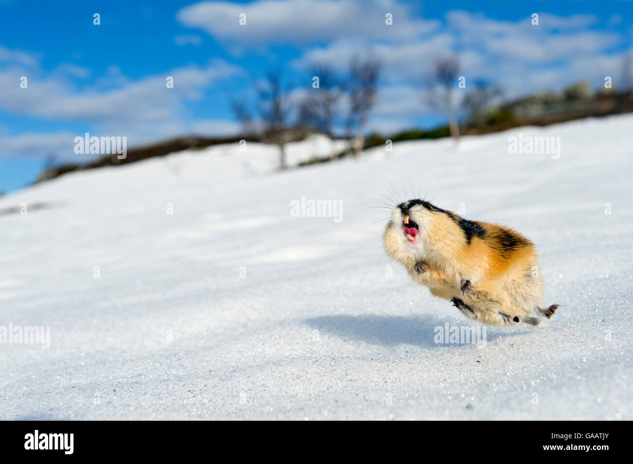 Norwegen-Lemming (Lemmus Lemmus) springen aggressiv, während der Lemming Bevölkerungsexplosion, Vauldalen, Norwegen, Mai 2011. Stockfoto