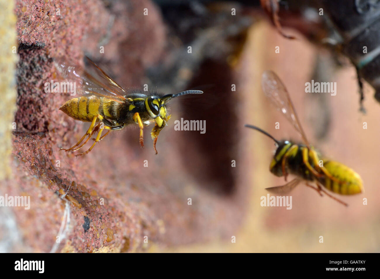 Deutsche Wespe (Vespula Germanica) Arbeitskraft mit Müll, herausfliegen Nest in Luft Ziegel, Hertfordshire, England, UK.  Juli Stockfoto