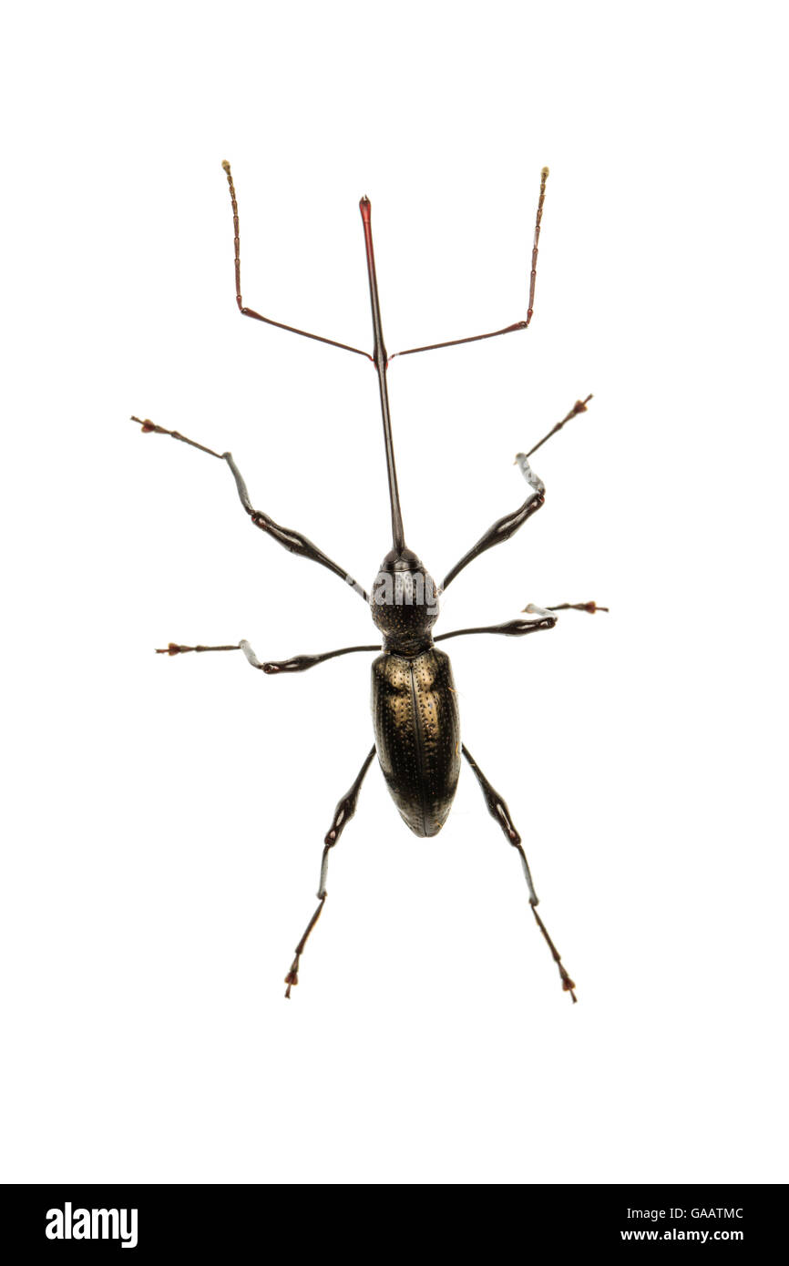 Lange Schnauze Rüsselkäfer (Hammatostylus sp), jatun Sacha biologische Station, Napo Provinz, Amazonasbecken, Ecuador, März. meetyourneighbors.net Projekt Stockfoto