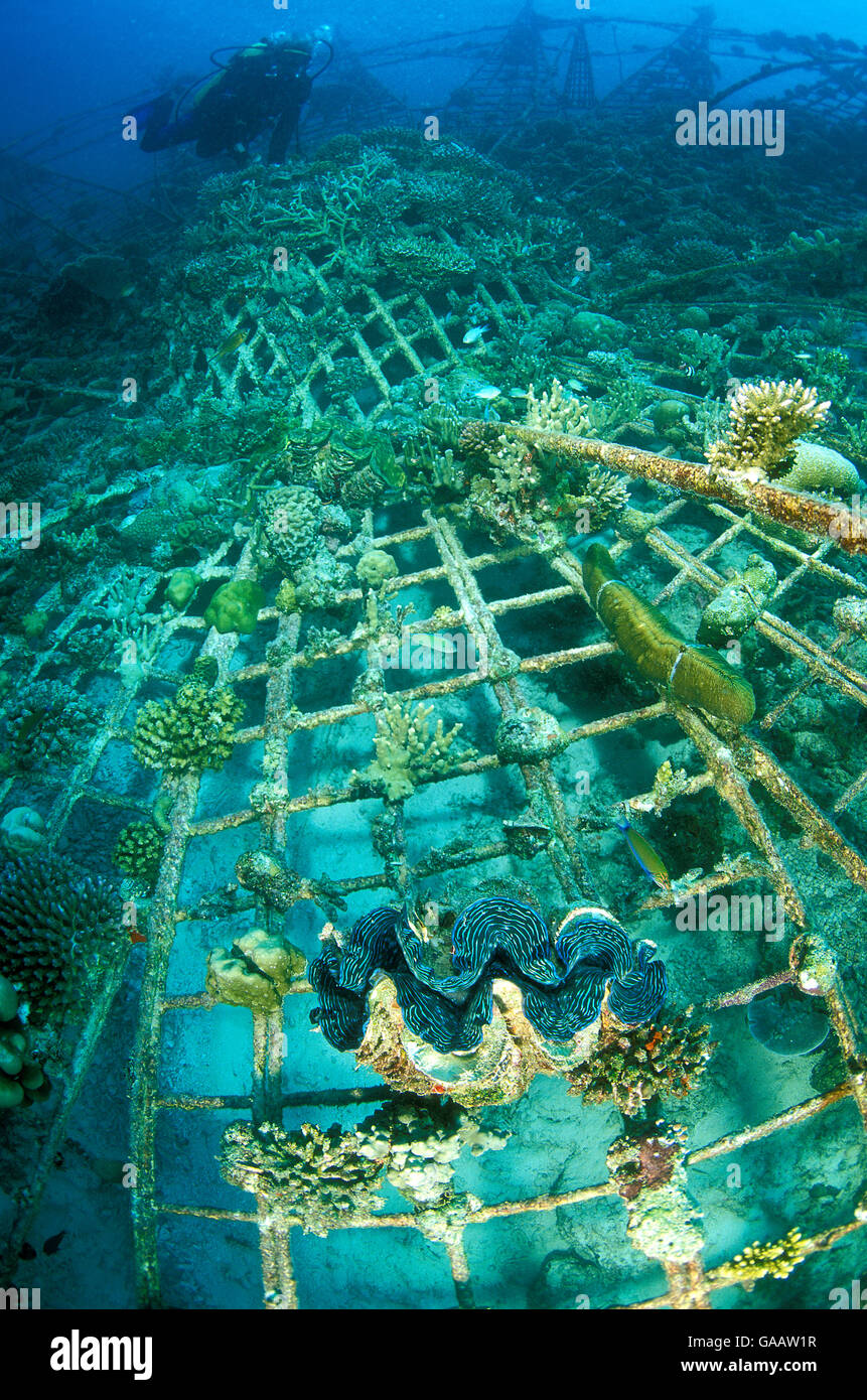 Riesenmuschel (Tridacna) auf &#39; &#39; künstliches Riff, im Jahr 2001 erbaut mit einem Stahlrahmen mit milden elektrischen Ströme Korallen Wachstum zu fördern, mit Taucher im Hintergrund. Vabbinfaru Island in Nord Male Atoll, Malediven, Indischer Ozean. September 2005. Stockfoto