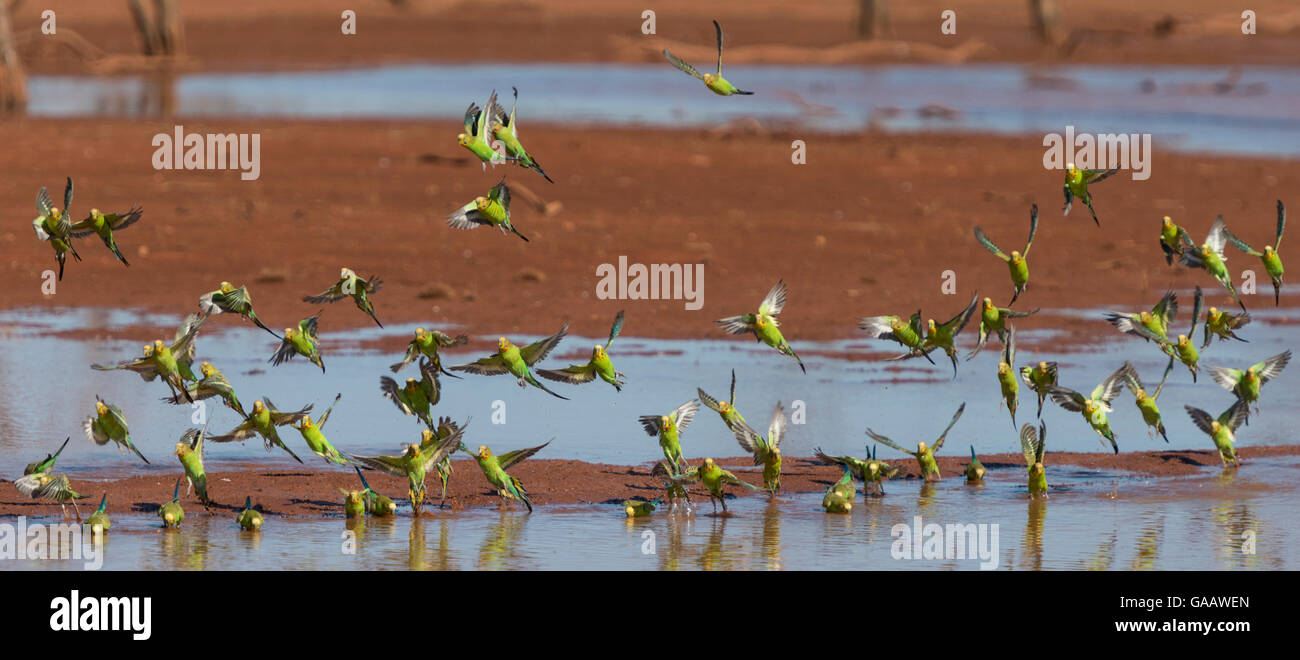 Herde von Wellensittiche (Melopsittacus Undulatus) trinken in einer Outback-Damm, Northern Territory, Australien. Stockfoto