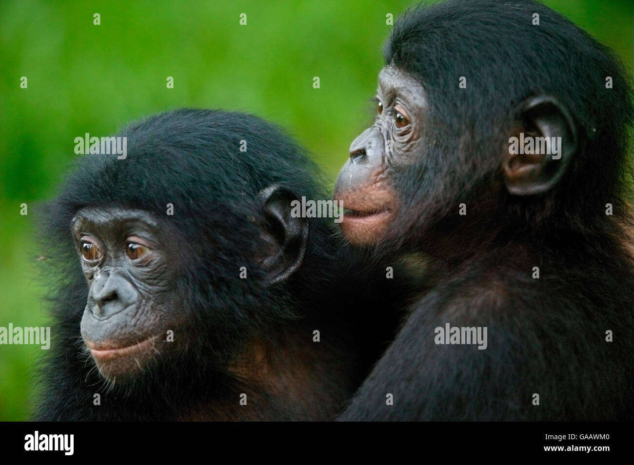 Bonobo (Pan paniscus) orphan Babys, Lola Ya Bonobo Heiligtum, der Demokratischen Republik Kongo. Stockfoto