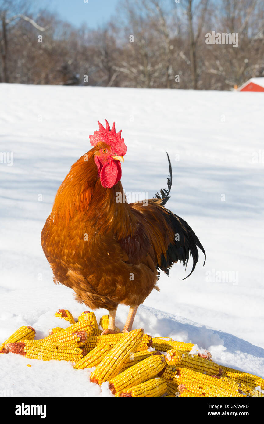 Freilandhaltung New Hampshire Hahn von Mais in Haufen Schnee bedeckten Bereich. Higganum, Connecticut, USA. Stockfoto