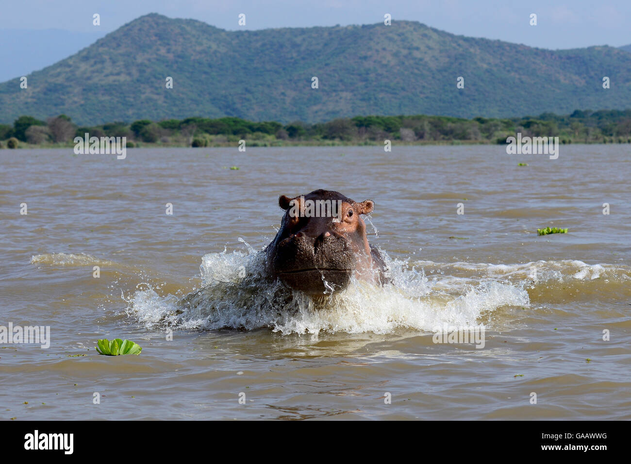 Flusspferd (Hippopotamus Amphibius) gegen Boot auf See Chamo aufladen. Nechisar Nationalpark. Äthiopien, November 2014 Stockfoto