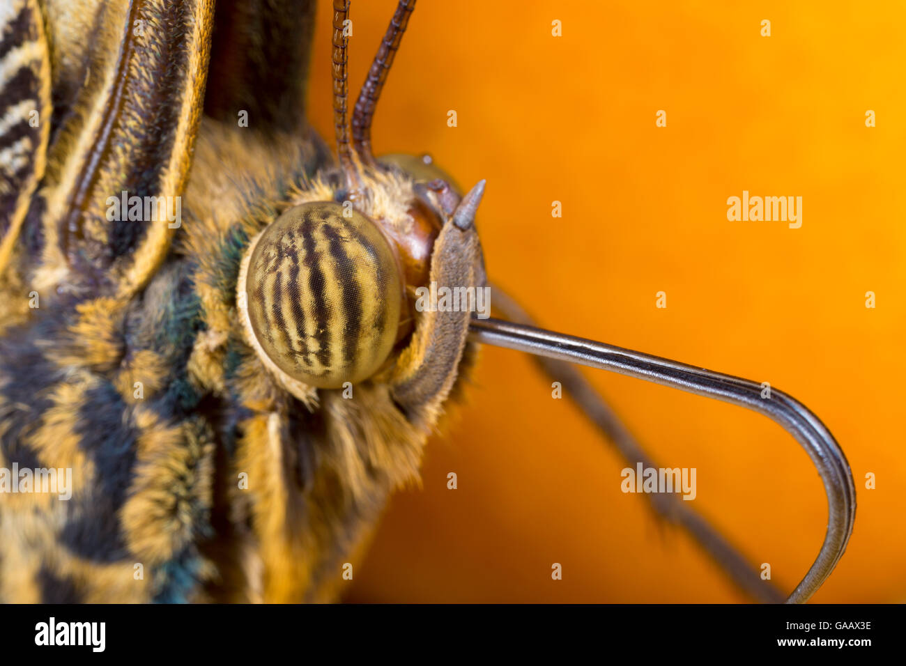 Nahaufnahme der Eule Schmetterling (Caligo Memnon) Kopf zeigen Facettenaugen und Rüssel. In Gefangenschaft, aus Mittelamerika stammen. Stockfoto