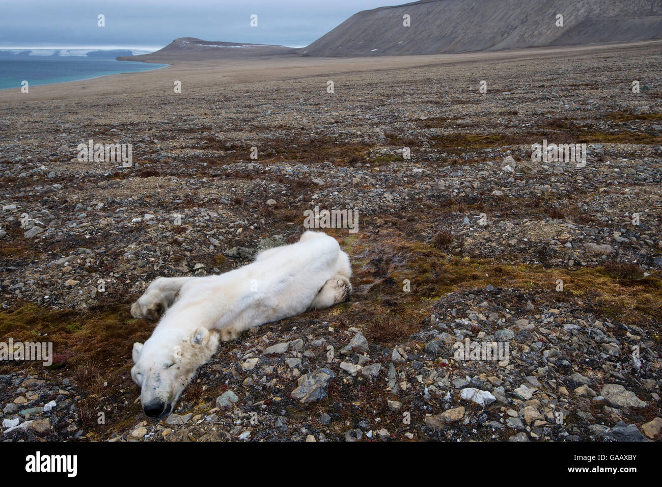 Toter Eisbär (Ursus Maritimus) verhungerten, Zeipelodden, Spitzbergen, Norwegen, September. Stockfoto