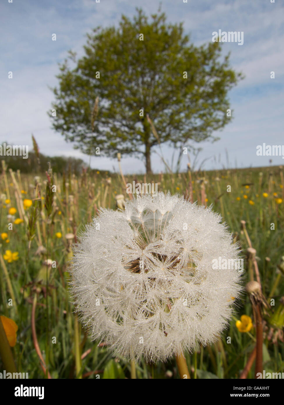 Löwenzahn (Taraxacum) Saatgut Kopf Rasen Wiese, Ashton Gericht, North Somerset, UK, Mai. Stockfoto