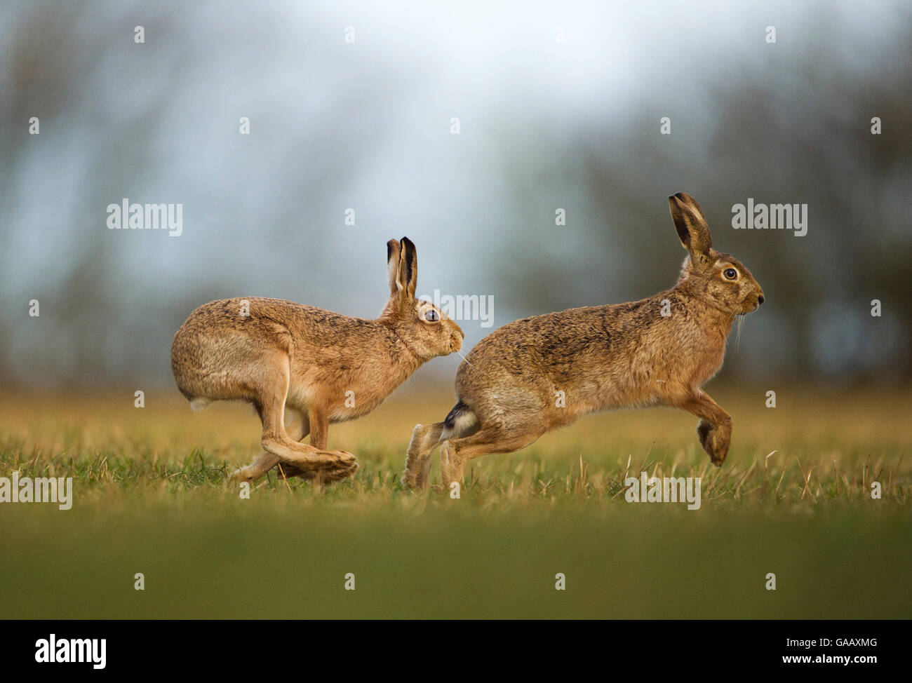 Feldhase (Lepus Europaeus) Männchen verfolgt weiblich, Derbyshire, UK, Februar. Stockfoto