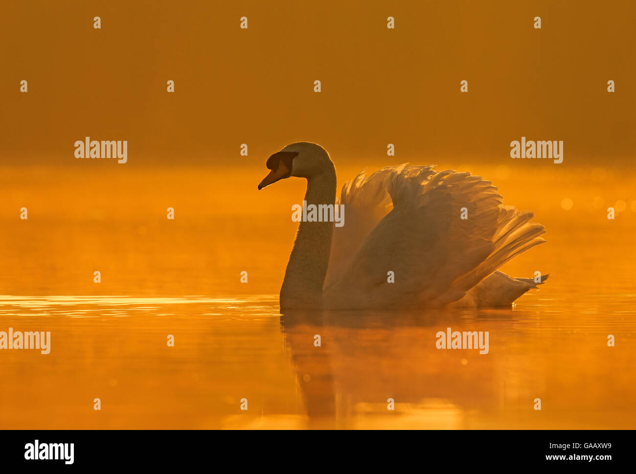 Höckerschwan (Cygnus Olor) mit Flügeln angehoben defensiv bei Sonnenaufgang, Wales, UK, April. Stockfoto