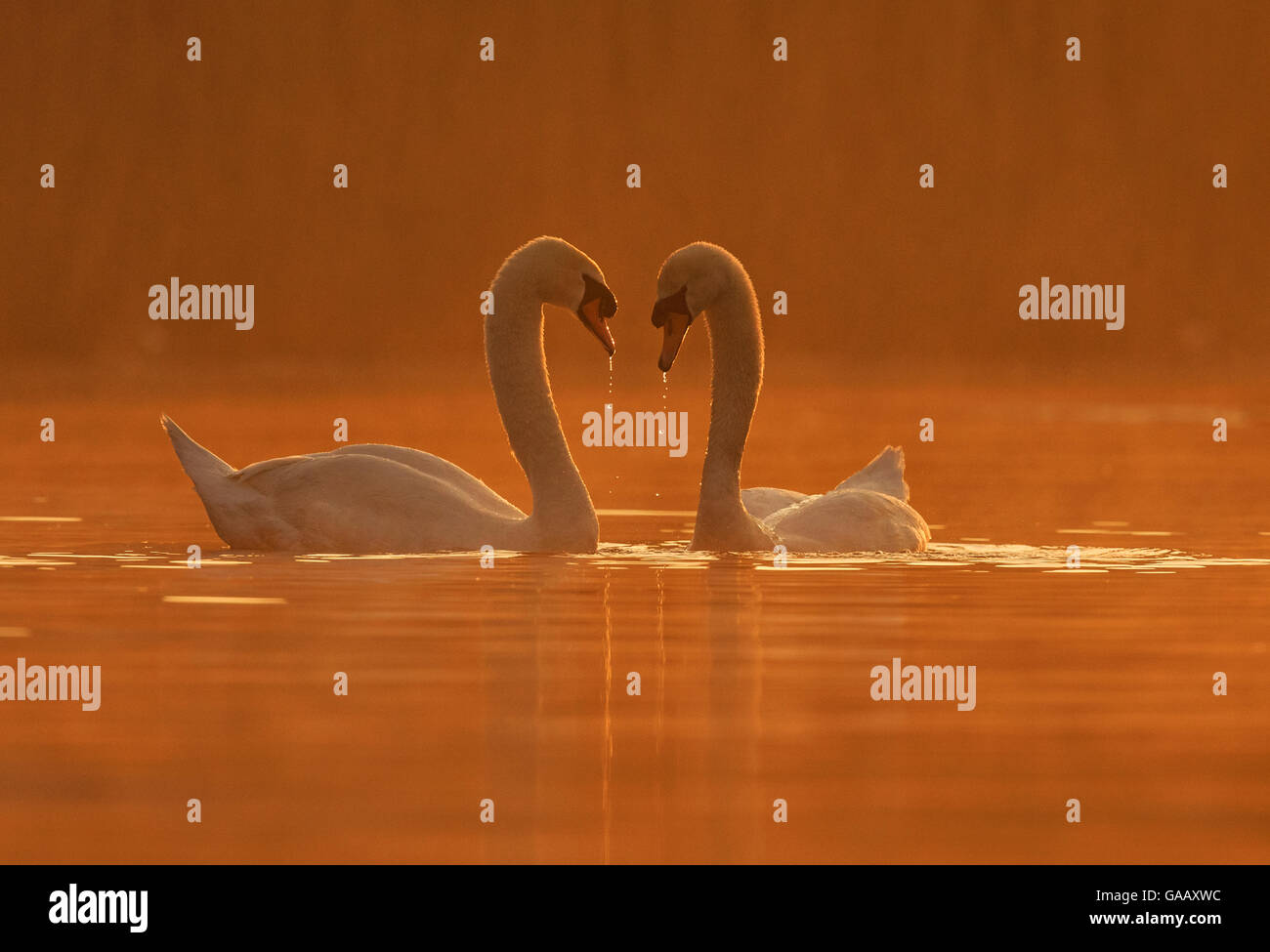 Mute Swan (Cygnus Olor) Balz Verhalten, Wales, UK, April. Stockfoto