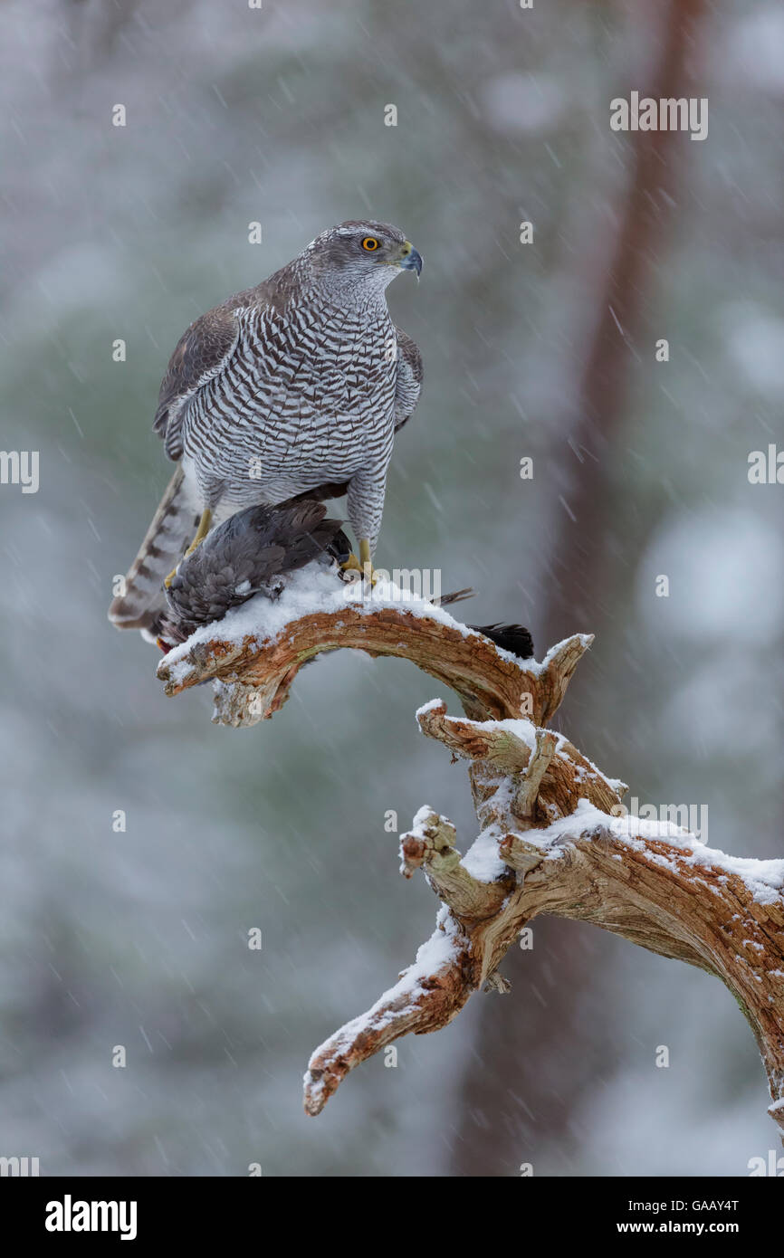 Weibliche nördliche Habicht (Accipiter gentilis) thront auf einem Zweig in fallenden Schnee, mit der Ringeltaube (Columba palumbus) Beute, Norwegen, Januar. Stockfoto