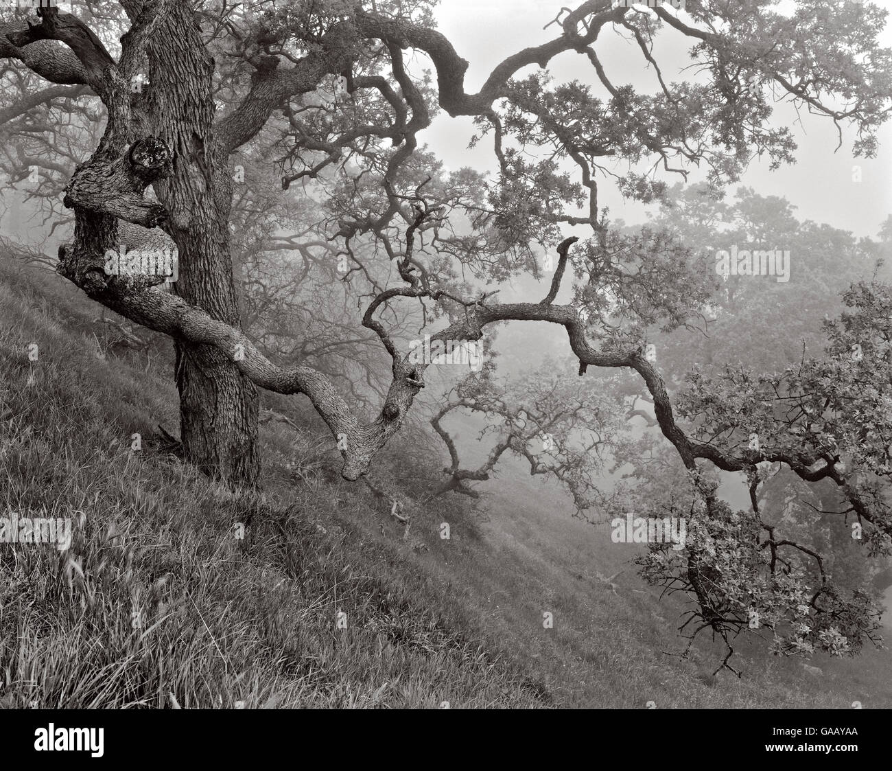 Eiche Bäume im Nebel, Figueroa Mountain, Los Padres National Forest, Kalifornien, USA (Quercus). Stockfoto