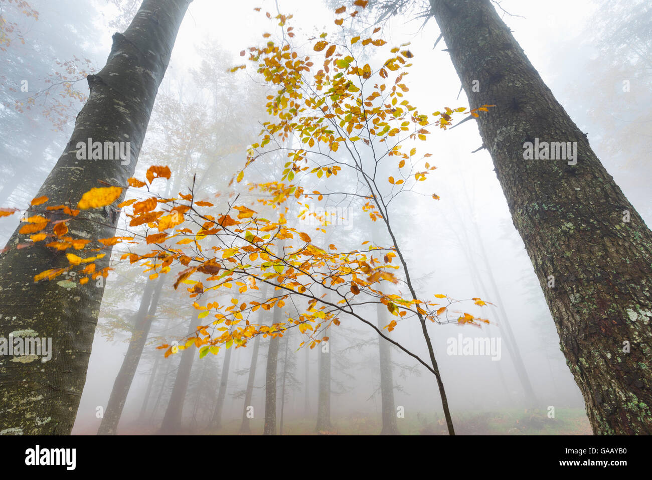 Die Buche (Fagus sylvatica) im Herbst, Ansicht von unten im Nebel, Ilirska Bistrica, Grüner Karst, Slowenien, Oktober. Stockfoto