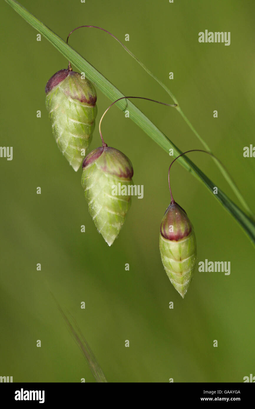 Größere Beben Grass (Briza Maxima) Blüten, Giens, Var, Provence, Frankreich, Mai. Stockfoto