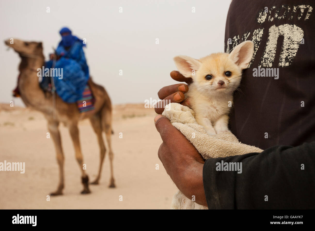 Fennec Fuchs (Vulpes zerda) Welpen im Alter von ein paar Wochen in der Wildnis gefangen und in einem berühmten kameltrekking Ort für Touristen, in der Hoffnung, ihn entweder zu verkaufen oder für die Fotos bezahlt, Kebili Governatorats gezeigt. Tunesien. April 2013. Stockfoto