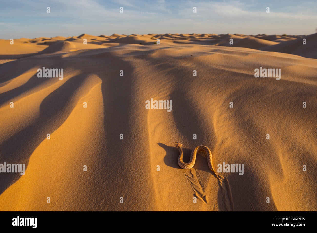 Sand-Viper (Cerastes Vipera) vorwärtsschlängelnden auf Sanddünen. Grand Erg Oriental, Kebili Governorate. Tunesien. Stockfoto