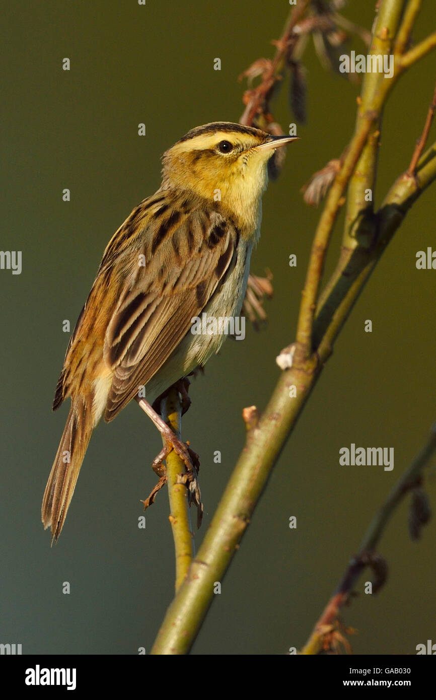 Seggenrohrsänger (Acrocephalus Paludicola) Nemunas River Delta, Litauen. Mai. Gefährdete Arten Arten. Stockfoto