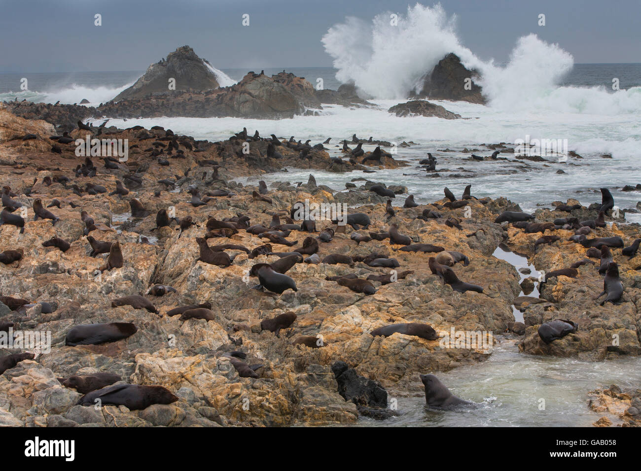 Südamerikanische Seelöwe (Otaria byronia) und amerikanischen Pelz Dichtung (Arctocephalus australis) mitgeführt und am Ufer des Punta Coles finden, Peru. Stockfoto