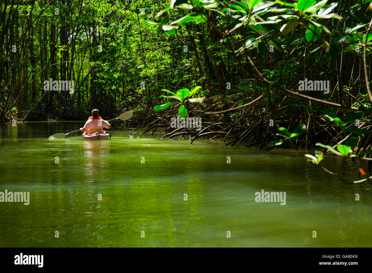 Touristischen paddeln unter Mangroven im Kanu, Halbinsel Osa, Costa Rica, Puerto Jimenez, Golfo Dulce. Stockfoto